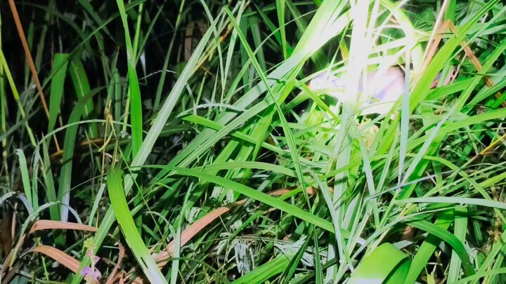 menangkap burung ruak ruak malam hari #animasi #anime #viral #tranding #game