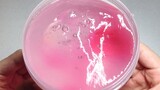[Cuộc sống] Thử nghiệm slime: Mứt vải thiều (9,9 NDT)