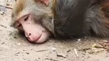 Khỉ lang thang gây rối ở Nam Kinh, một con khỉ bị bắt