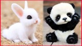 Cute Baby Animals Videos Compilation.