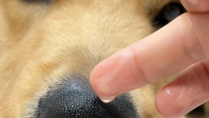 Ternyata hidung anjing memang seperti spons yang bisa menyerap air!