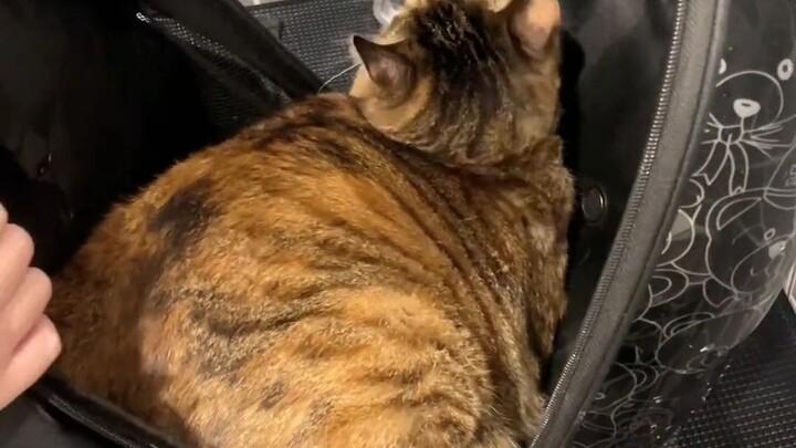 Kucing jalanan jadi teman akrab si babi kecil! Benar-benar bahagia! #PerawatanHewanPeliharaan #TokoH