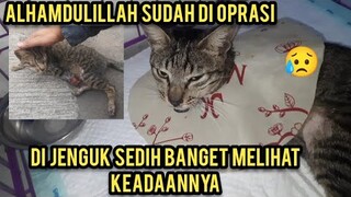 Kucing Liar Menangis Di Jalanan Karena Kakinya Buntung Part 2 Alhamdulillah Sudah Di Oprasi..!