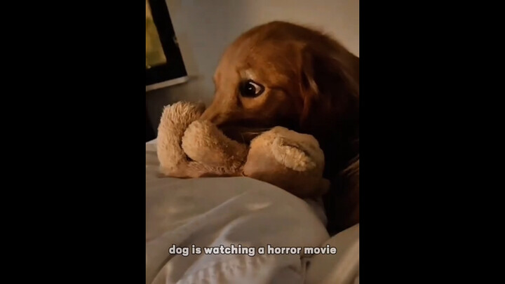 Showing horror movies to the puppies—let’s see how they react…