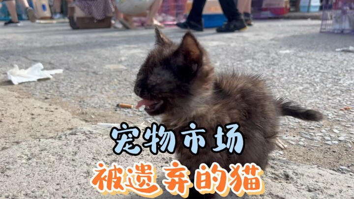 逛宠物市场遇到一只被遗弃的矮脚猫，是你会怎么做？