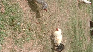 kanawayon hatch vs Henny...