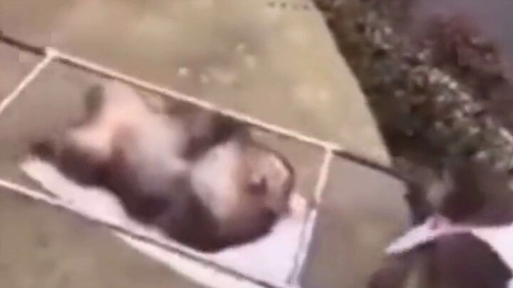 Fat Monkey: I'm exhausted