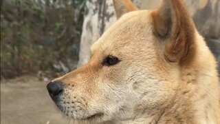Anjing kuning besar milik nenek