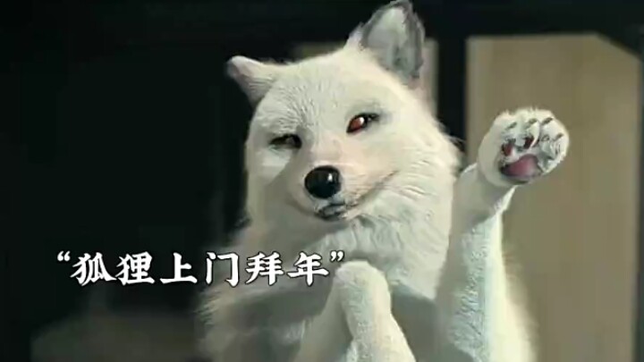 Hồ tiên đến chúc mọi người đón Tết…