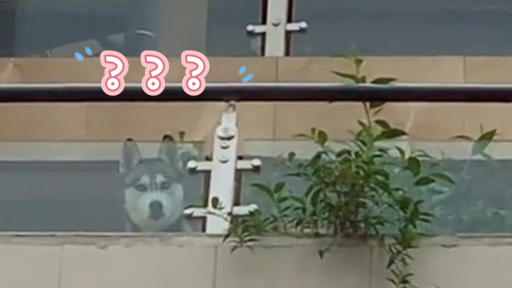 “Anjing bodoh ini selalu berhasil mengocok perutku dengan leluconnya.”