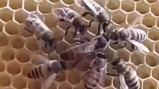 Bees' Amazing Cooperative Mode