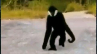 penampakan venom🗿