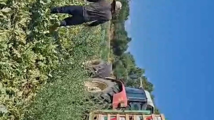 grecee ma agricultural