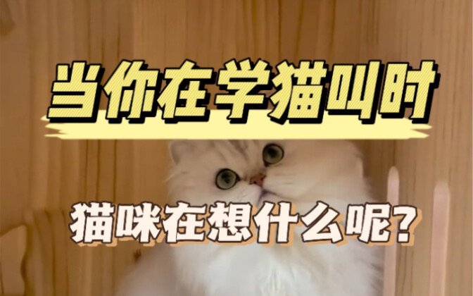 Khi bạn đang học cách kêu như mèo, bạn có biết mèo đang nghĩ gì không?