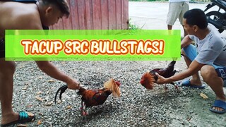 SPAR!                            TACUP SRC GAMEFOWLS 02