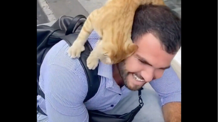 Kucing oranye pengembara: Teman bilang, hanya jika aku yang memulai, barulah aku bisa diadopsi orang