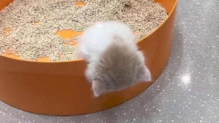 “Little cats don’t have to go to work anyway”