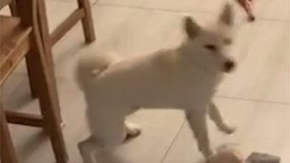 妈妈的好大儿（比方小时候拆家）