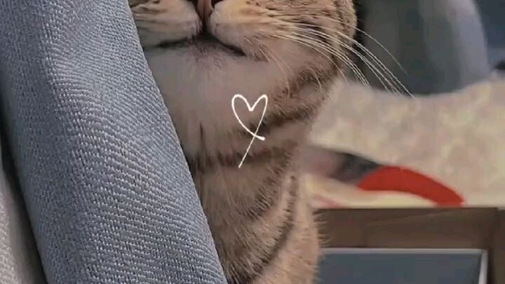 CAT LOVER
