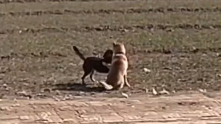 Anak anjing juga punya teman baik sendiri