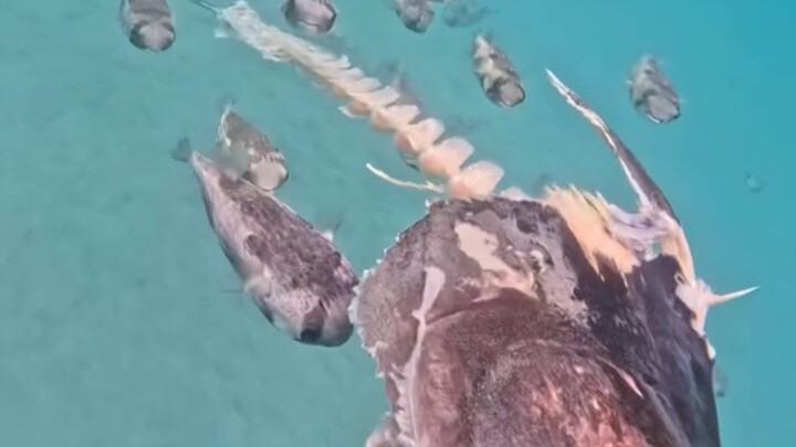 Swordfish falls, pufferfish is born