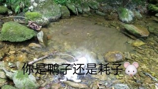 Anjing menangkap tikus, akhir ceritanya terlalu menyedihkan, bahkan dagingnya pun sudah hancur digig