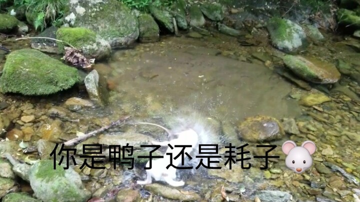 Anjing menangkap tikus, akhir ceritanya terlalu menyedihkan, bahkan dagingnya pun sudah hancur digig