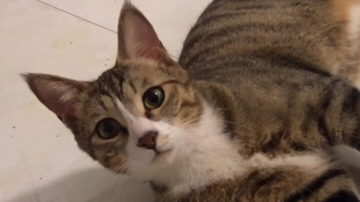 My cat’s gone crazy—now it’s acting like my clingy admirer, following me everywhere and begging to b
