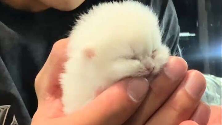You can literally see his heart melting! Cat: Little human, watch me win you over! All I have to do 