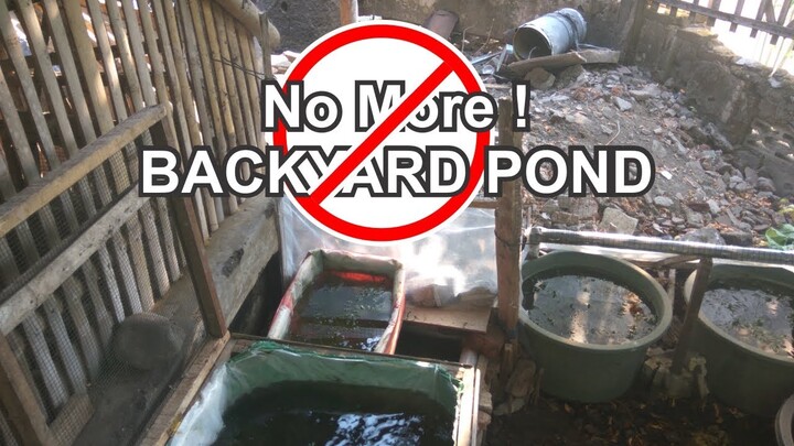 Quick Update Backyard Pond Disaster