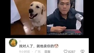 Golden Retriever: Why am I 200 cheaper than a Labrador?