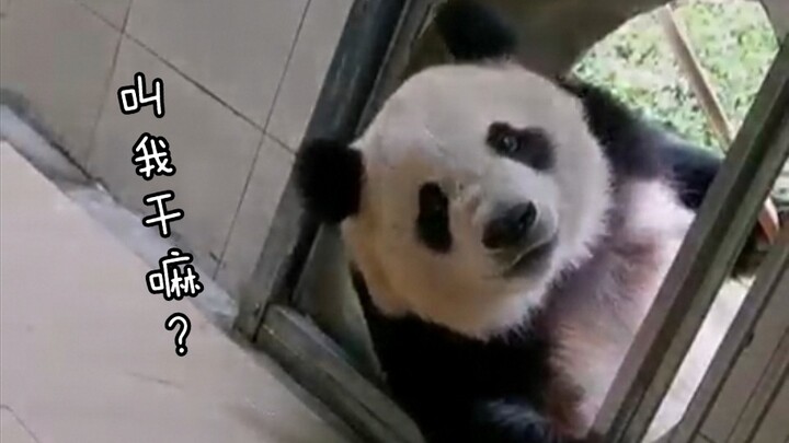 【แพนด้ายักษ์หยุนตัว】เรียกฉันว่า “อุ้งเท้า” งั้นเหรอ?