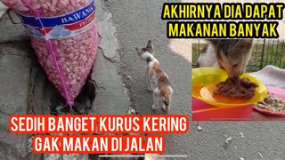 Anak Kucing Lapar Berjalan Lemas Mencari Makan Di Jalanan Lihat Endingnya..!