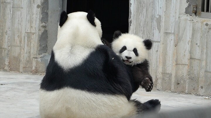 Cô Phùng Chiêu Mỹ cưng Tiểu Ngao Bái quá, vừa ra khỏi nhà đã ôm vào lòng nũng nịu.