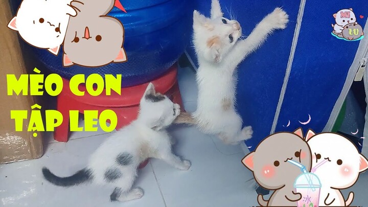 Cách Mèo Con Tập Leo Trèo Siêu Dễ Thương - Funny and Cute Cat| MI LU