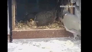 Siu Gu Gu vào nhầm nhà mà còn không biết