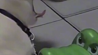 virall buaya gigit tangan kucing