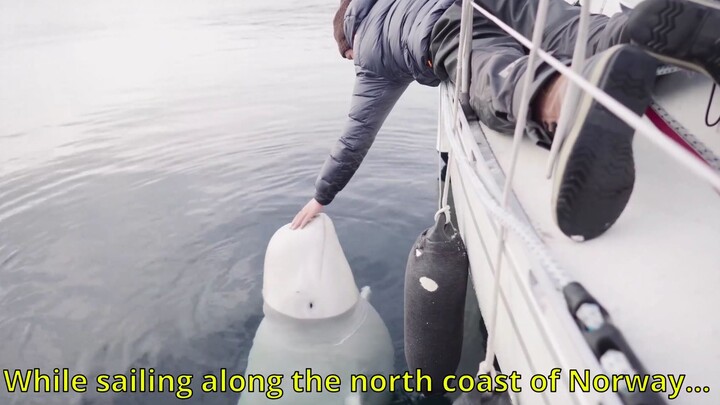 Are wild belugas cute? Pet them!!!