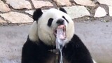 水池子刚放水，萌萌就开始玩水。2020.6.26.摄于北京动物园