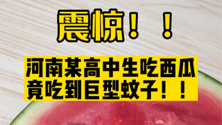 在西瓜中发现了巨型蚊子🦟，太可怕了 #食品安全 #可恶的蚊子 #蚊子