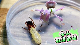 蟑螂正在蜕皮，直接丢给螳螂！爽死了，舒服！