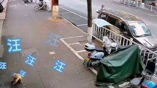 Siapa yang tidak bingung dengan anak kucing ini?