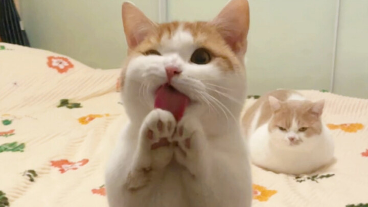 How a polite little kitten begs for food