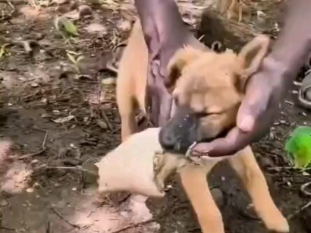 The Real Africa