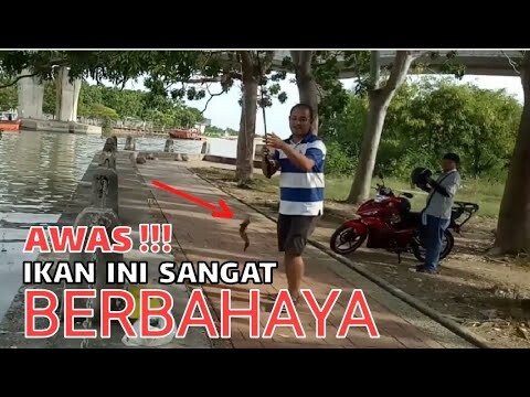 Mancing Ikan berpatil, SEMBILANG