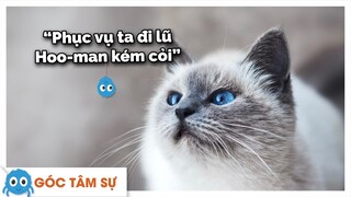 Lần đầu nuôi mèo thì thế nào? | Nhện tâm sự | Limitless | SPIDERUM