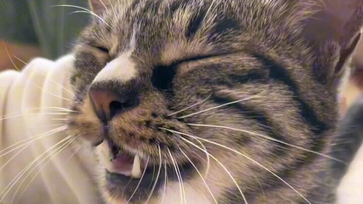 I can’t believe it—this Japanese bobtail is such a little flirt! Pouting and whining, so adorable ha