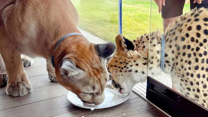 Friendship upgraded! A puma is actually sharing snacks with a cheetah now!