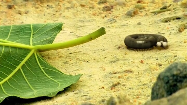 Even bugs need to buy a house when they get married