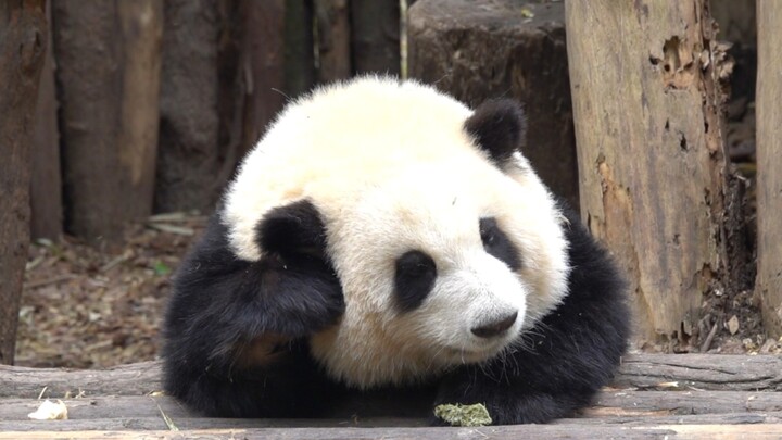 I'm dizzy. Huahua scratching her ears is so cute.